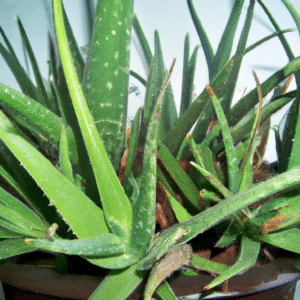 descubre-la-magia-de-las-plantas-y-transforma-tu-vida